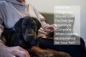 What Are Things You Should Look For/Ask the Insurance Company When Looking at Insurance for Your Pet?