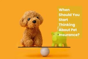 When Should You Start Thinking About Pet Insurance?